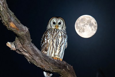 Barred Owl Perched on Branch with Moon