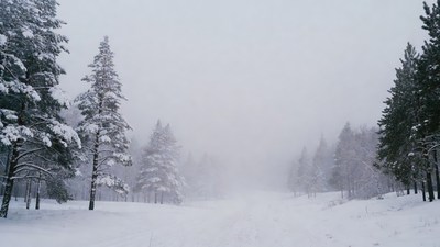 Snowy Pine Forest Path in Fog