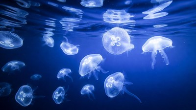 Glowing Jellyfish Underwater