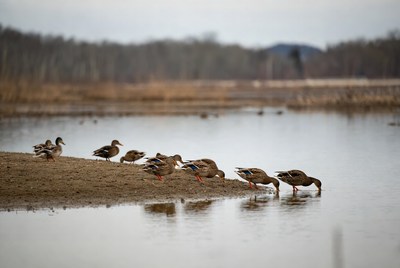 Group of Mallard Ducks Feeding by Lake