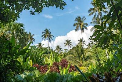 Tropical Palm Trees Jungle Landscape