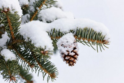 Snowy Pine Cone on Branch