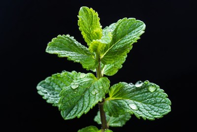 Fresh Mint Leaves with Water Droplets