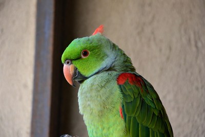 Green Parrot with Red Wings