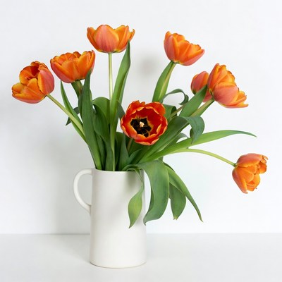 Orange tulips in white pitcher