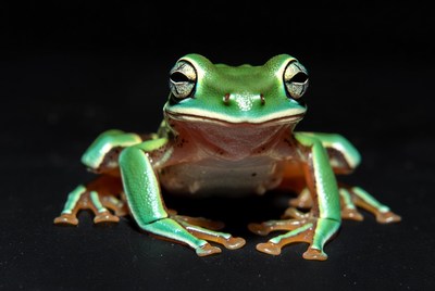 Green tree frog on black background