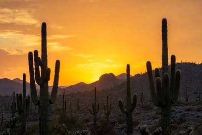 Saguaro Cacti at Sunset