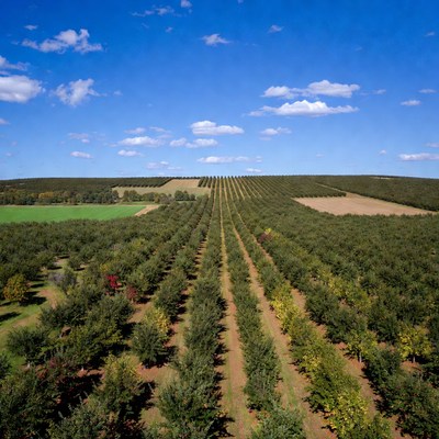 Aerial View of Olive Orchard