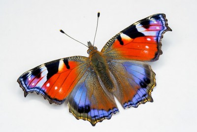 Red Peacocks Butterfly on White Background