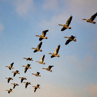 Flock of Geese Flying in Sky