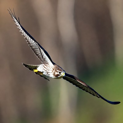 Red-tailed Hawk Flying in Flight