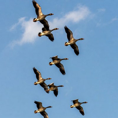 Flock of Canada Geese Flying