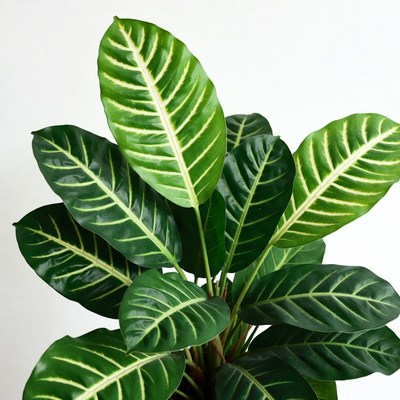 Green variegated nerve plant leaves