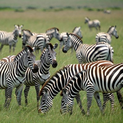 Herd of Zebras Grazing in Grassland