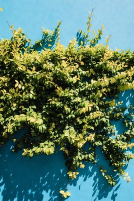 Green ivy climbing blue wall