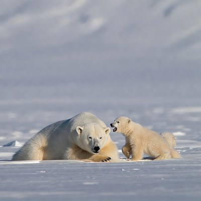 Mother polar bear with cub