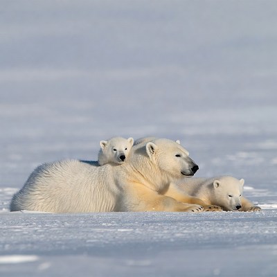 Mother polar bear with cubs on snow
