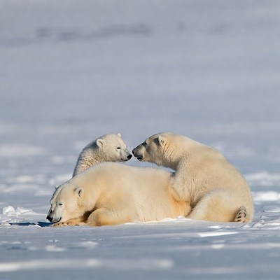Three polar bears playing in snow