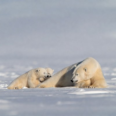 Polar bear mother with two cubs