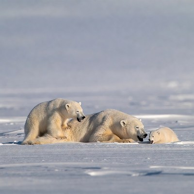 Polar bear family on snow