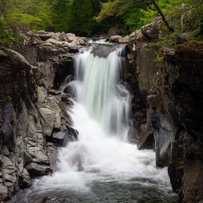 Waterfall cascading in lush forest gorge