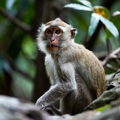 Long-tailed macaque in jungle