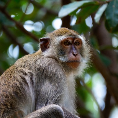 Long-tailed macaque in green foliage