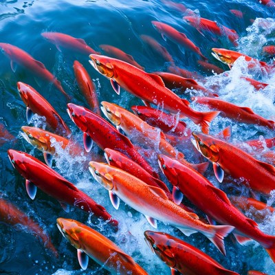 School of Red Salmon Swimming Upstream
