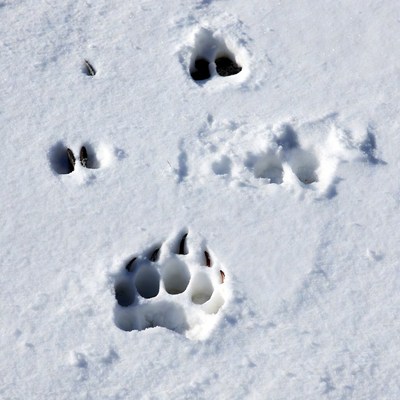 Bear paw prints in snow
