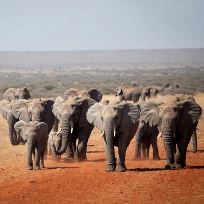Herd of elephants walking in savanna