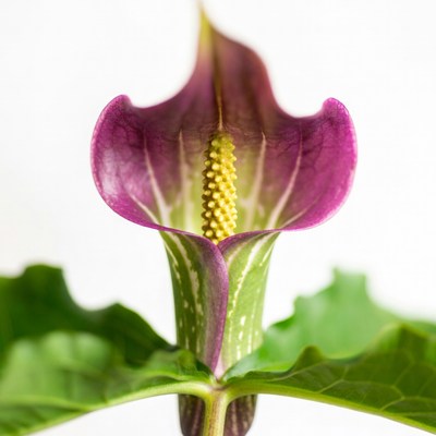 Purple Jack-in-the-Pulpit Flower