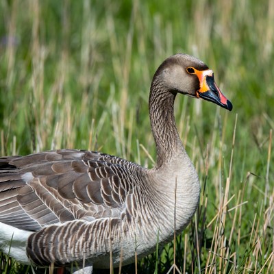 Egyptian Goose in green grass