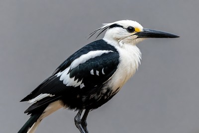 Crested Caracara Bird Portrait