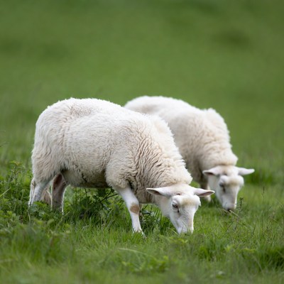 Two white sheep grazing in green grass