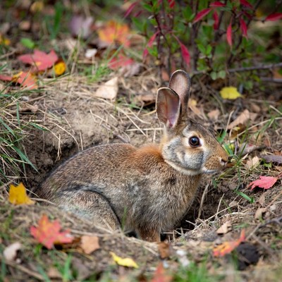 Rabbit emerging from burrow in autumn leaves
