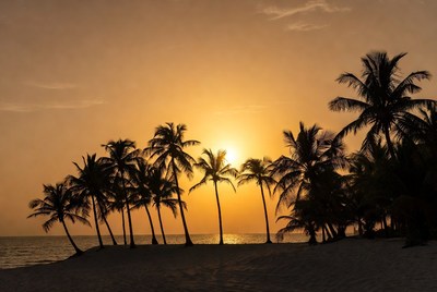 Palm Trees Silhouette at Sunset Beach
