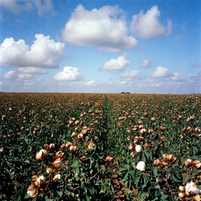 Cotton field under blue sky
