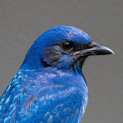 Blue Bird Profile Closeup