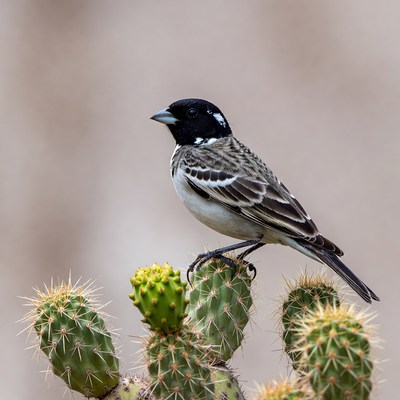 Black-headed Grosbeak on Cactus