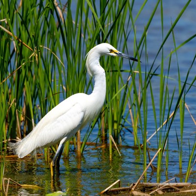Snowy Egret in Marsh Reeds