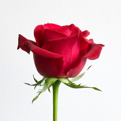 Red Rose on White Background