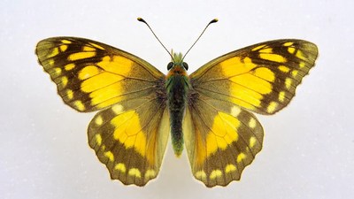 Yellow Butterfly with Black Spots