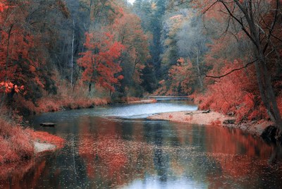 Autumn River in Forest
