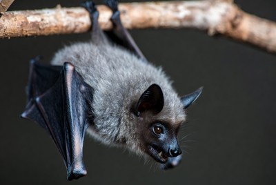 Baby bat hanging upside down