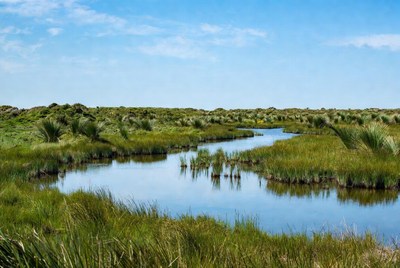 Winding river through green marshland