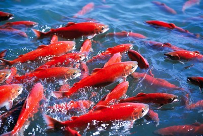 School of Red Salmon Swimming