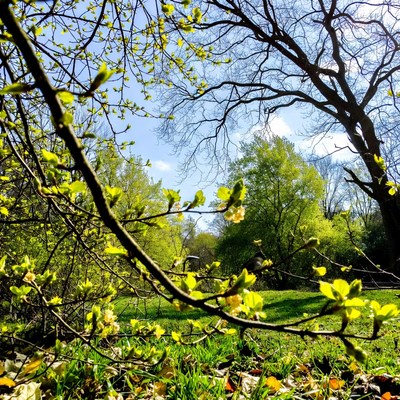 Spring cherry blossoms on tree branches