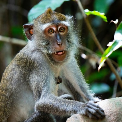 Long-tailed macaque sitting on rock