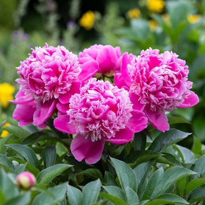 Cluster of Pink Peony Flowers