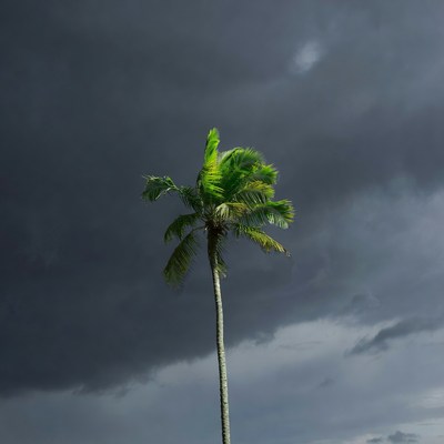 Palm Tree in Stormy Sky